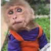 Monitos con movimiento 🐒🦍 9