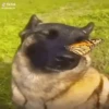 CATIORO 10