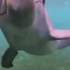 Reações animais  13