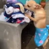 Perros chihuahua cool 15
