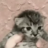 MICHIS RANDOM RANDOM 🙀😹🐈 12