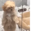 Random dogs🐶😁 10