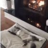 GIFs Bixins com Frio 2 🥶 6