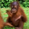 Monkys 🐒 5