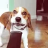 Funny Dogs🐾🐶 12