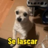 Cachorro  10