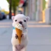 Perro Pibble Viral✨🐾 11