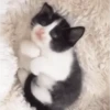Gatitos 🐈🐈‍⬛ 5