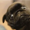 Perros 01mov 5