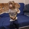 Monos y changuitos 6🐒🦍🦧 30