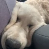 Random dogs🐶😁 5
