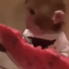 Crazy Monkey 🐒 10