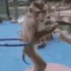Macaco | Macaquinho 🐒 21
