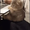 Gato triste y enojado 😎 7