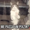 GIFs Pets Fofos Memes 🐾 24