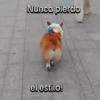 Funny Talking dogs 🐶🐾 13