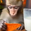 Monos animados  17