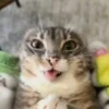 Meme kucing bergerak 😺 8
