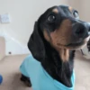 🐶 PERRITOS PAL GRUPO 🐾 12