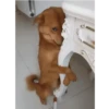 Perros 01mov 14