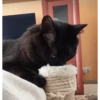 Más gatos 🐱 parte ✌️😾 13