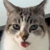 Gatos  5