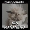 🐈‍⬛Cats🐱Gatos🐱Michis🐈‍⬛ 5