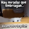 Gatos traviesos🐈🐾🐈‍⬛ 15