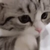 Kitty cats gif  5