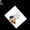 CATIORO 6