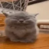 Gato 17