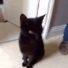 Gato 22