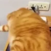 Gatos Curiosos 3😼👁️‍🗨️  14