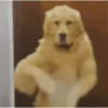 Perritos bailando pal chat 🤣 17