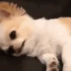 Cute Dog🐶✨ 15