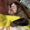 Macaco | Macaquinho 🐒 23