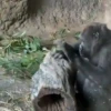 Monkeys random 10
