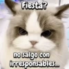 Gatos traviesos🐈🐾🐈‍⬛ 13