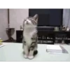 Cat 7
