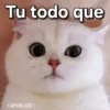 Gatos contestones 😼🐈‍⬛😹 9