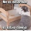 Funny's Rabbit 🥕🐇 8