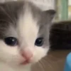 Gatos cura depresión😻animado 11
