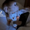 Monkey 15.0 30