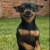 Puppies with attitude 🐶😄 8