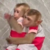 Monkys 🐒 2