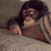 Macaco | Macaquinho 🐒 25