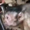 Monos 4🐒 changos🙈 23