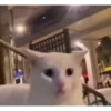 Más gatos 🐱 parte ✌️😾 6