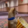 Perros chihuahua cool 11