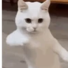 Shitpost 8